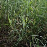 Polygonum acuminatum Habit