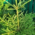 Picea orientalis Leht