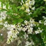 Ligustrum ovalifolium花