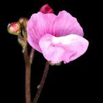 Utricularia purpurea Blüte