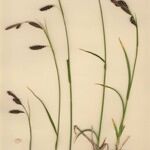 Carex frigida Libunga