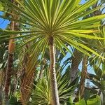 Cordyline australis ഇല