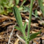 Valeriana californica ᱥᱟᱠᱟᱢ