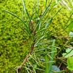 Pinus uncinata Leaf