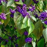 Callicarpa americana Φρούτο