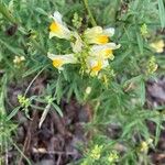 Linaria vulgaris Квітка
