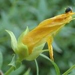 Hypericum reptans Flower