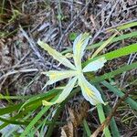 Iris chrysophylla Flor