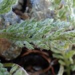 Achillea nana Rusca