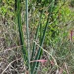 Albuca abyssinica 葉