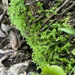 Selaginella helvetica Leaf