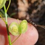 Biscutella lima Fruit