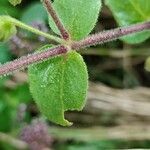 Stellaria aquatica Blad