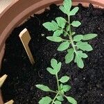 Solanum lycopersicum Liść