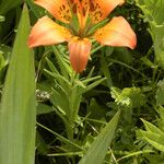 Lilium philadelphicum Flower