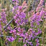 Erica cinerea Цвят