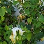 Lonicera hirsuta Blüte