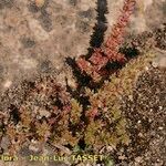 Crassula alata Hábito