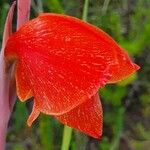 Gladiolus watsonioides 花