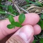 Salix glabra Folha