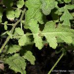 Phacelia ramosissima 葉