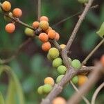 Pleiocarpa pycnantha Fruit