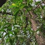 Acacia auriculiformis Blad