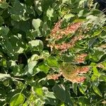 Rumex roseus Flower