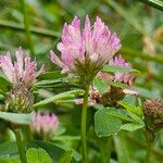 Trifolium mediumKvět