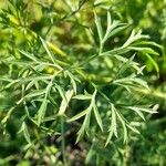 Ammi majus Leaf