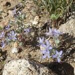 Eriastrum eremicum Flor
