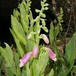 Digitalis thapsi 其他