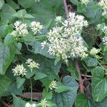 Mikania scandens Flors