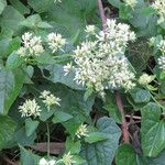 Mikania scandens Flower