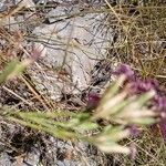 Dianthus scaber Virág