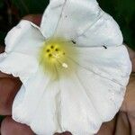 Convolvulus arvensisBlomst