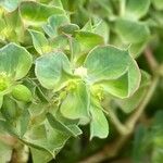 Euphorbia falcata Flower