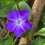 Vinca majorFlower