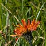 Crepis aurea Çiçek
