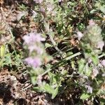 Thymus dolomiticus Leaf