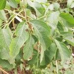 Heteromorpha arborescens Leaf