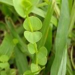 Drymaria cordata Leaf