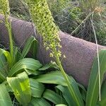 Eucomis pallidiflora Flower