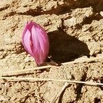 Colchicum neapolitanum 花