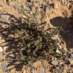 Frankenia capitata موطن