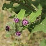 Arctium × nothum Plante entière