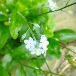 Myosotis latifolia Цвят