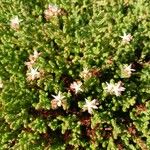 Sedum moranense Habit