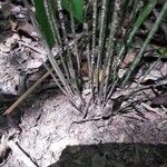 Equisetum laevigatum অভ্যাস