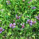 Prunella hastifolia Libunga